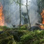 forest fire fire smoke conservation 51951