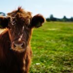 bull calf heifer ko 162240